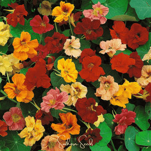 Tom Thumb Dwarf Nasturtium Seeds