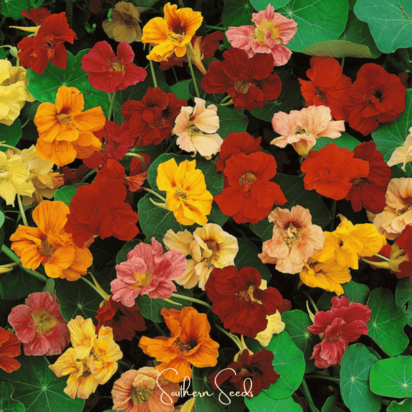 Tom Thumb Dwarf Nasturtium Seeds