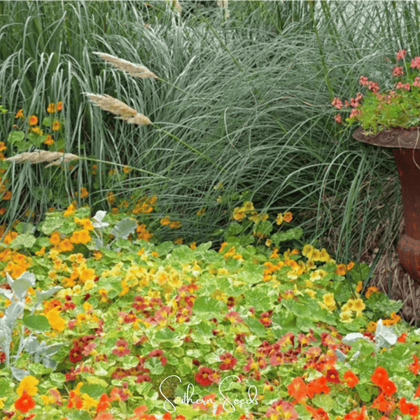 Tom Thumb Dwarf Nasturtium Seeds