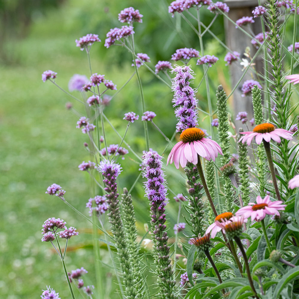 Coneflower and liatris native flower garden