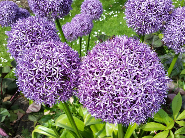 Star of Persian Allium Seeds