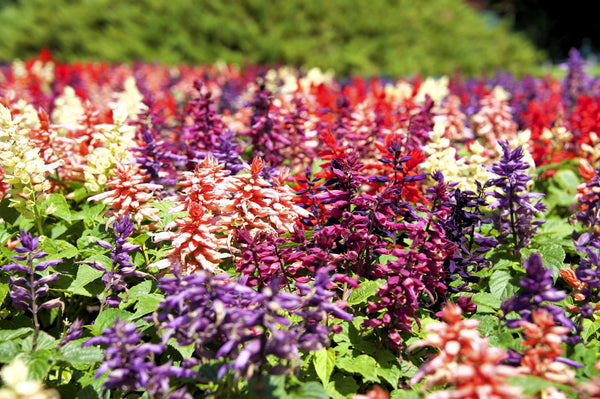 Mixed Colors Salvia Seeds