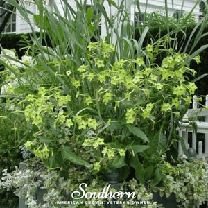 Lime Green Nicotiana Seeds