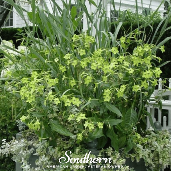 Lime Green Nicotiana Seeds