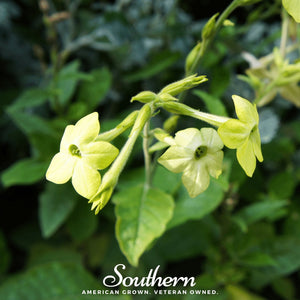 Lime Green Nicotiana Seeds