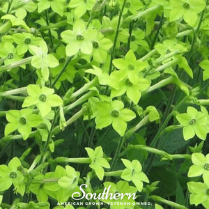 Lime Green Nicotiana Seeds