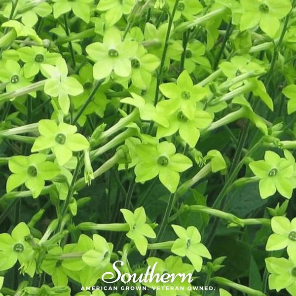 Lime Green Nicotiana Seeds