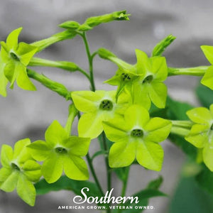 Lime Green Nicotiana Seeds