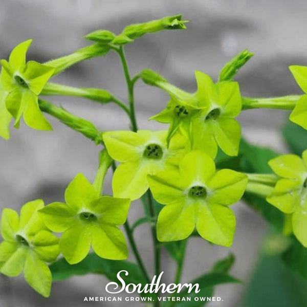 Lime Green Nicotiana Seeds