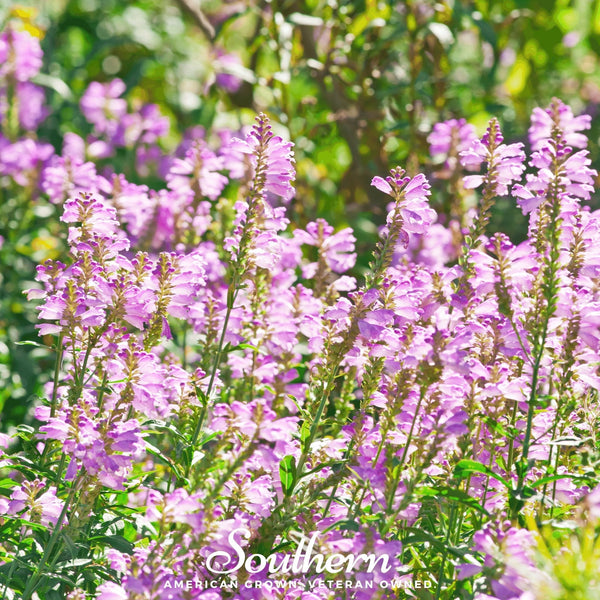 Obedient Plant Seeds
