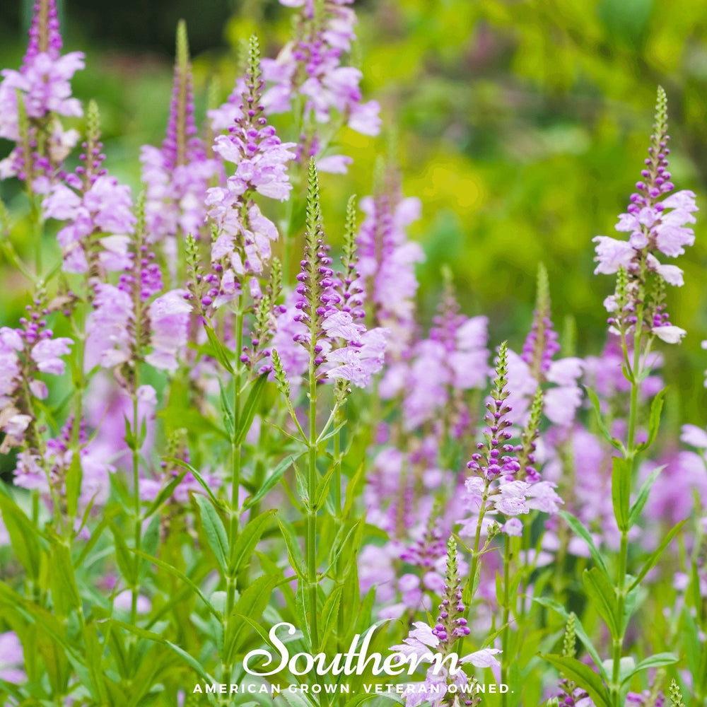 Obedient Plant Seeds