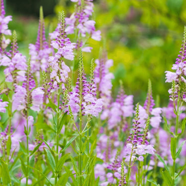 Figment Cottage Gardens | Cottage Garden Design, Garden Plans, & more!