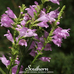 Obedient Plant Seeds