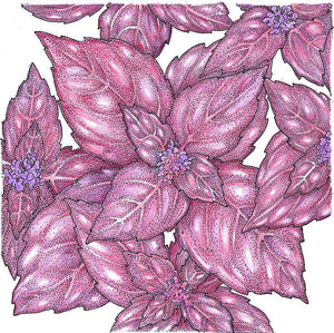 Dark Purple Opal Basil Seeds (Organic)