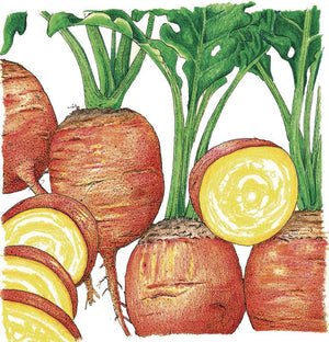 Golden Detroit Beet Seeds (Organic)