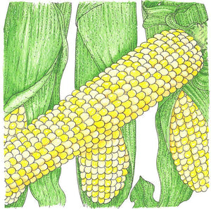 Double Standard Corn Seeds (Organic)