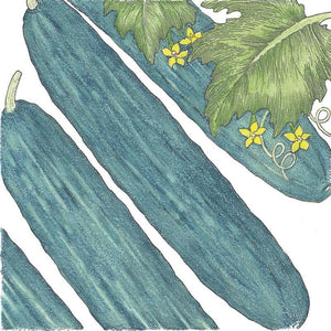 Muncher Cucumber Seeds (Organic)