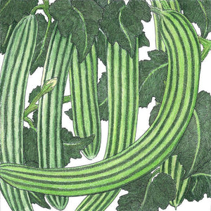 Striped Cucumber Seeds (Organic)