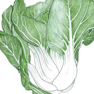 Pak Choi  Baby Shanghai Greens Seeds (Organic)