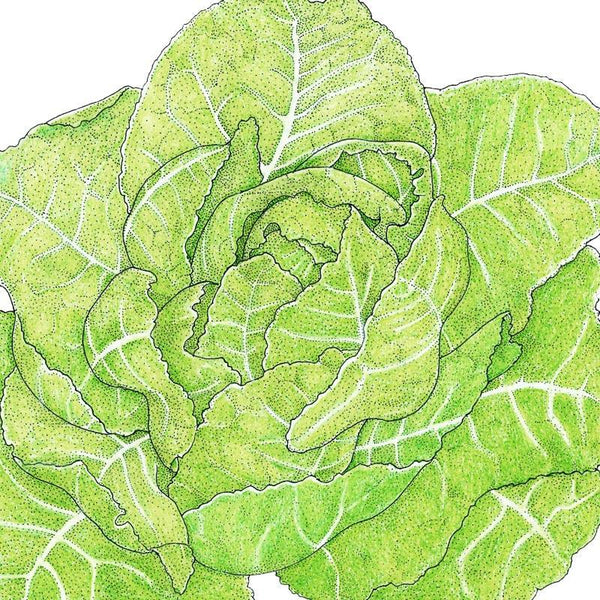 Romaine, Jericho Lettuce Seeds (Organic)