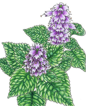 Korean Licorice Mint Seeds (Organic)