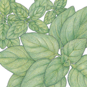 Greek Oregano Seeds (Organic)