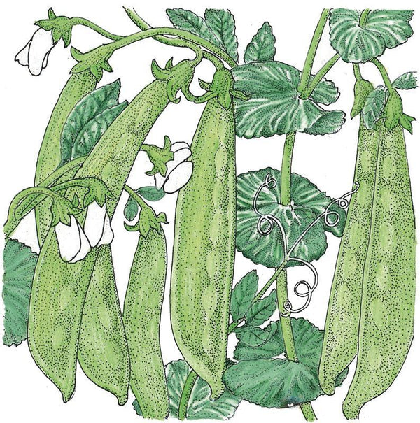 Oregon Sugar Pod Pea Seeds (Organic)