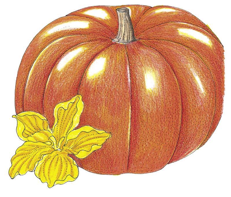 Cinderella Pumpkin Seeds (Organic)