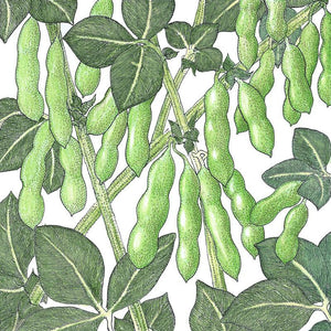 Edamame Soybean Seeds (Organic)
