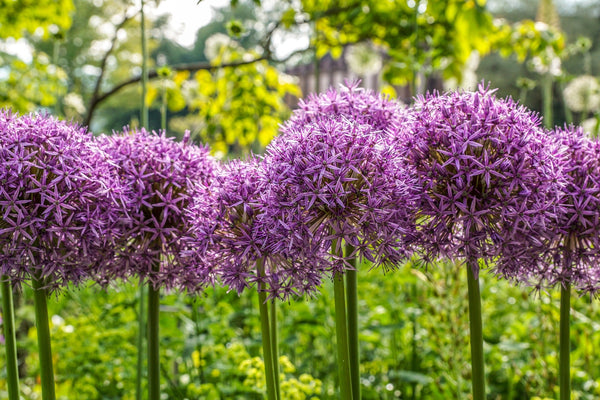 Star of Persian Allium Seeds