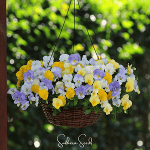 Pastel Pansy Seed Mix