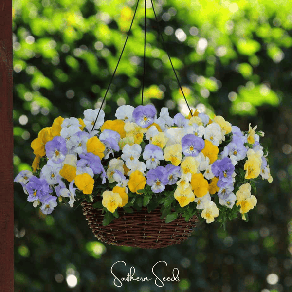 Pastel Pansy Seed Mix