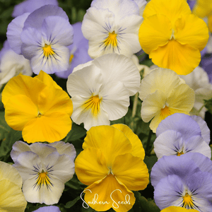 Pastel Pansy Seed Mix