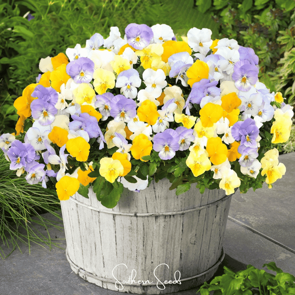 Pastel Pansy Seed Mix