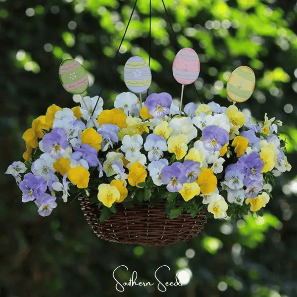 Pastel Pansy Seed Mix