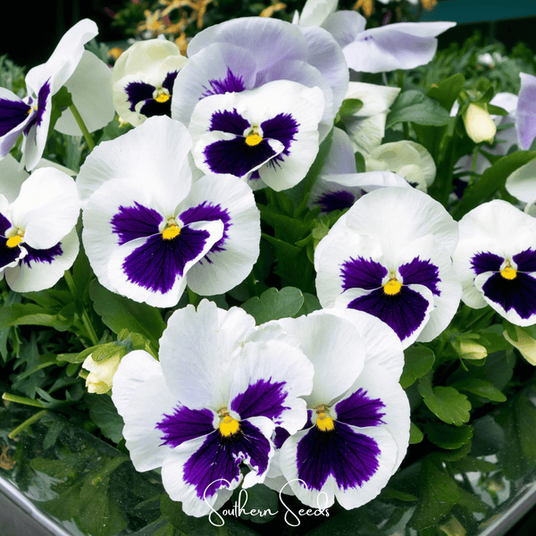 Swiss Giant Silverbride Pansy Seeds