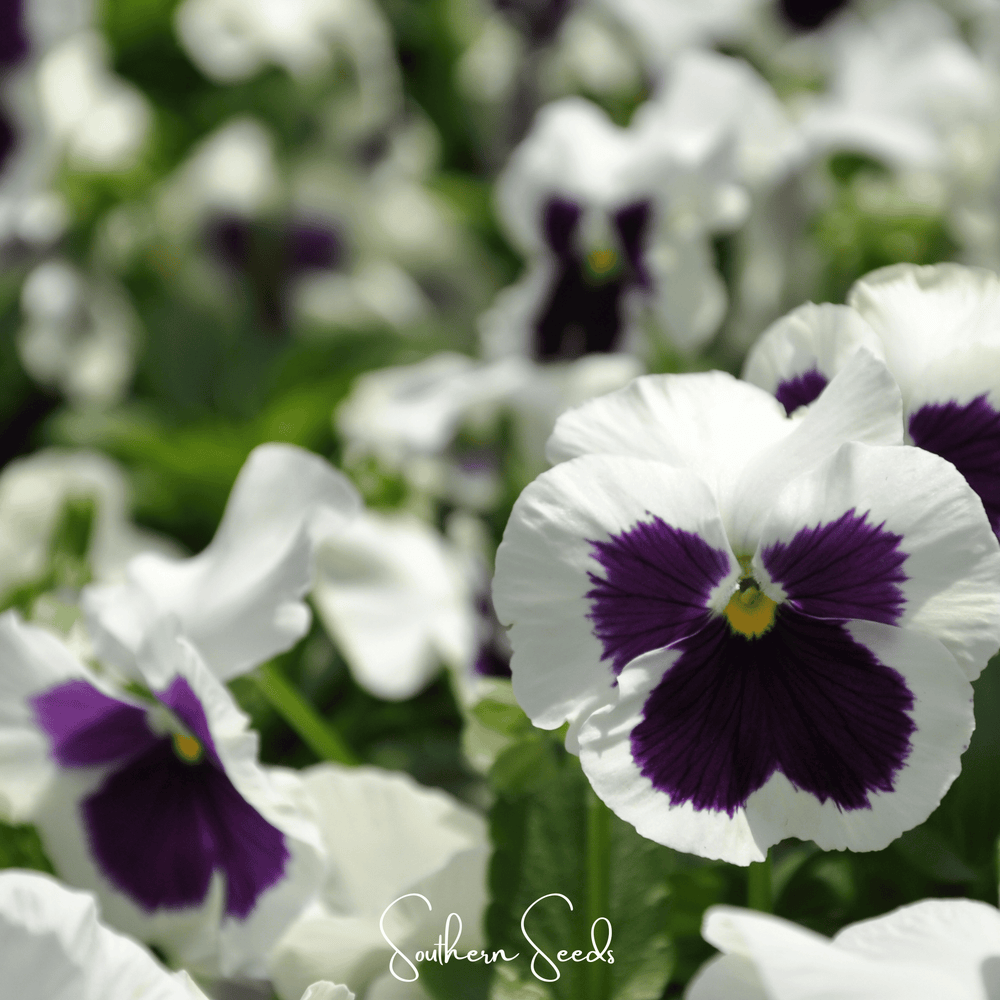 Swiss Giant Silverbride Pansy Seeds