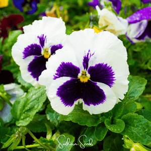 Swiss Giant Silverbride Pansy Seeds