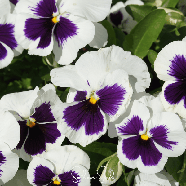 Swiss Giant Silverbride Pansy Seeds