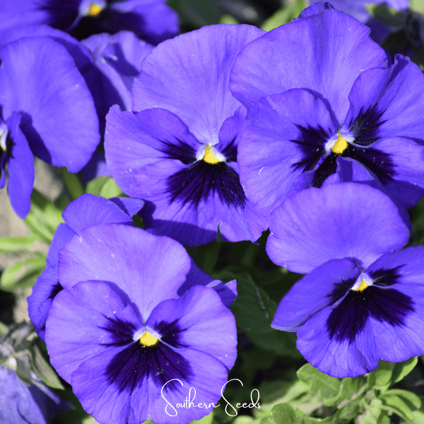 Swiss Giant Ullswater Pansy Seeds