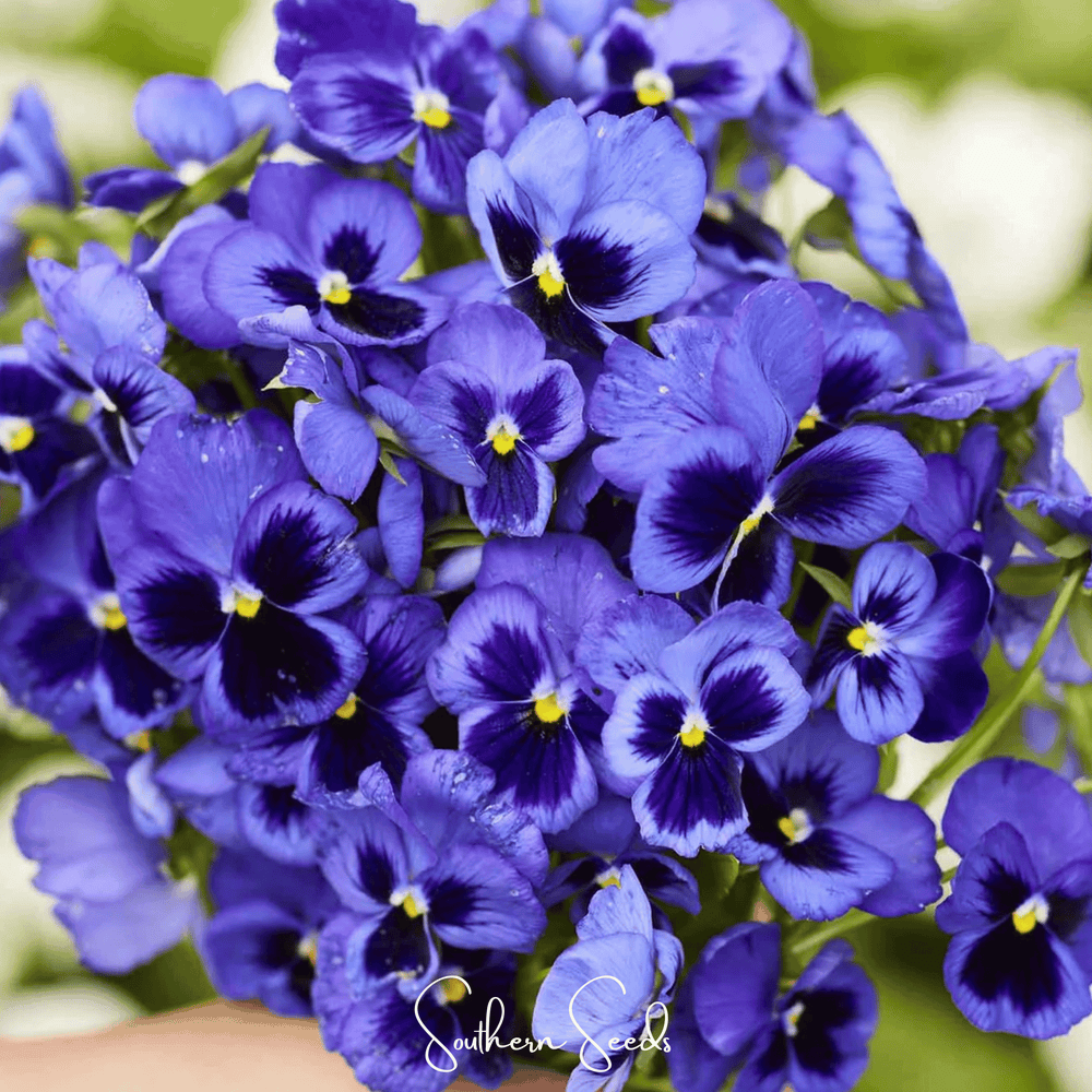 Swiss Giant Ullswater Pansy Seeds