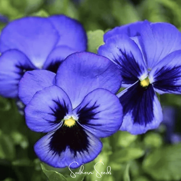 Swiss Giant Ullswater Pansy Seeds