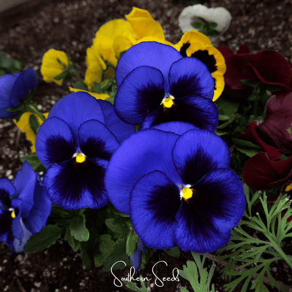 Swiss Giant Ullswater Pansy Seeds