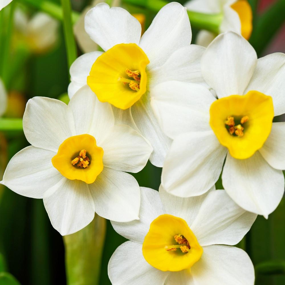 17+cm Narcissus Wintersun Paperwhite Bulbs – Fragrant Yellow & White Flowers (10 or 20 count)