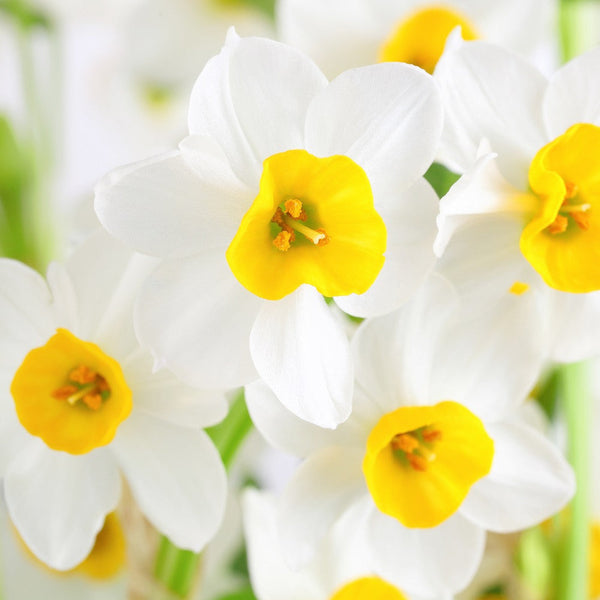 17+cm Narcissus Wintersun Paperwhite Bulbs – Fragrant Yellow & White Flowers (10 or 20 count)