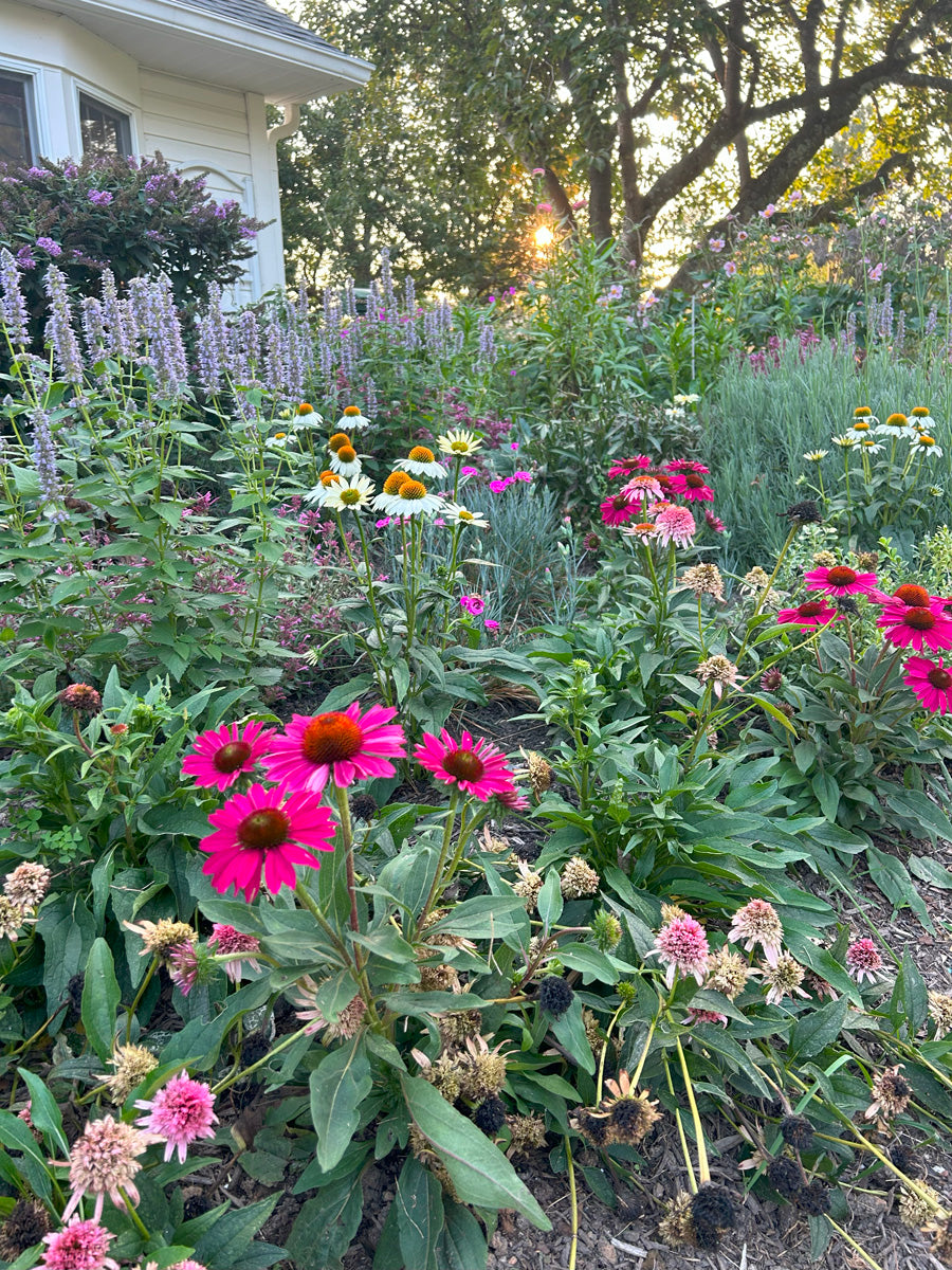 Coneflower, lavender, agastache, and anemone in a fall cottage garden