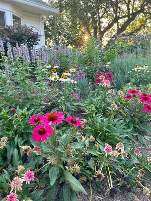 Cottage garden with pink coneflowers and green foliage, sun setting in background

