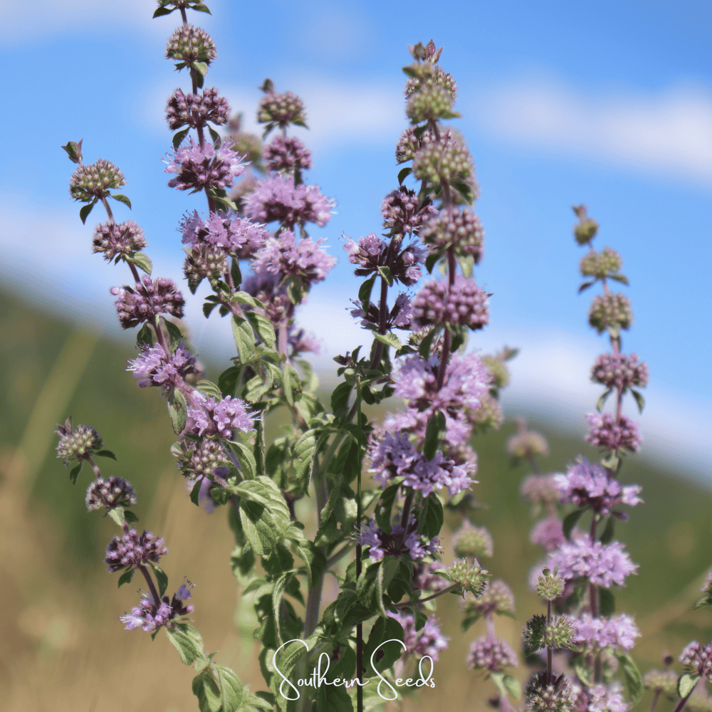 Pennyroyal Seeds