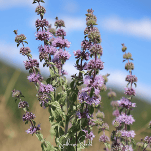 Pennyroyal Seeds