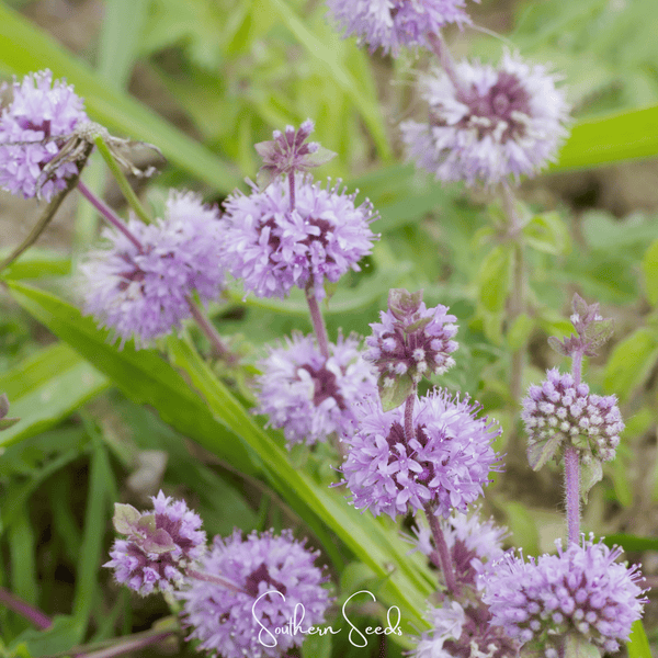 Pennyroyal Seeds